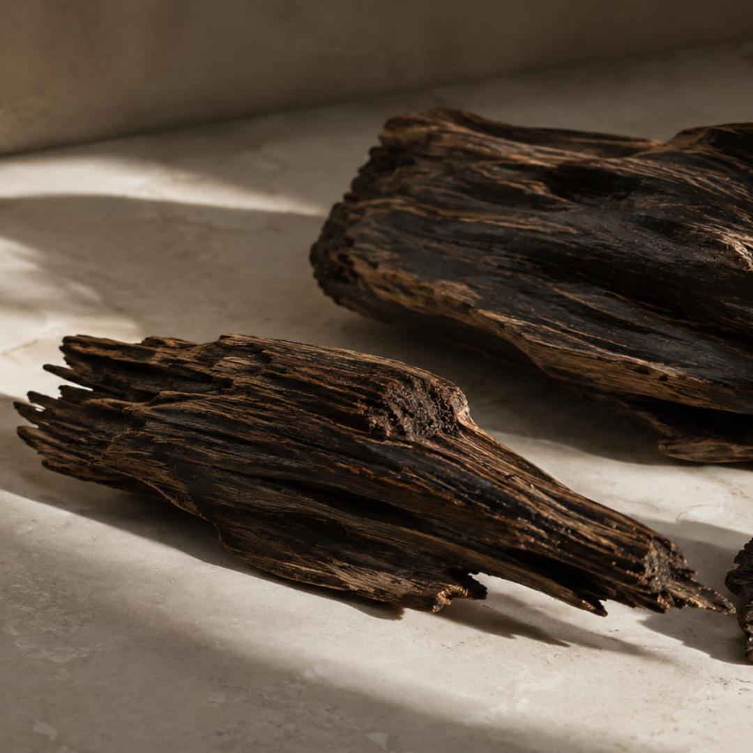 What Is Oud? Understanding Agarwood and Its Timeless Fragrance